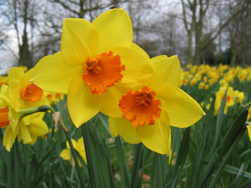 Spanish Daffodil